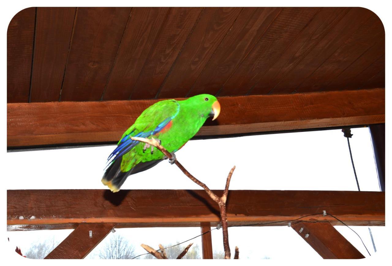 Penzion Orion Petrovice  外观 照片